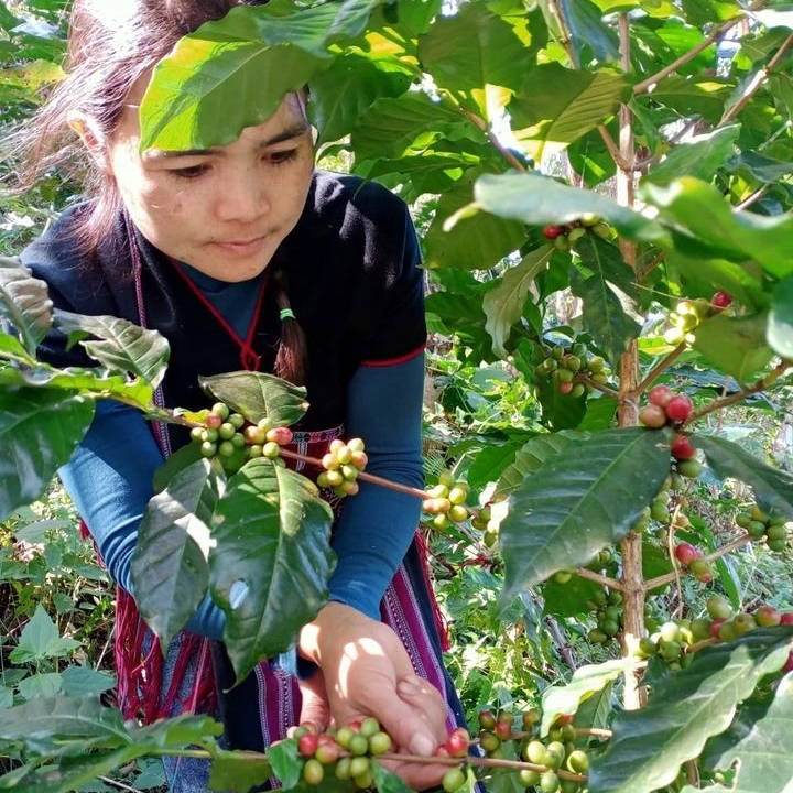 ชีวิตใหม่ในทุกเมล็ดกาแฟ: กาแฟทีเกะคีของเลอาร์